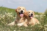 GOLDEN RETRIEVER 359